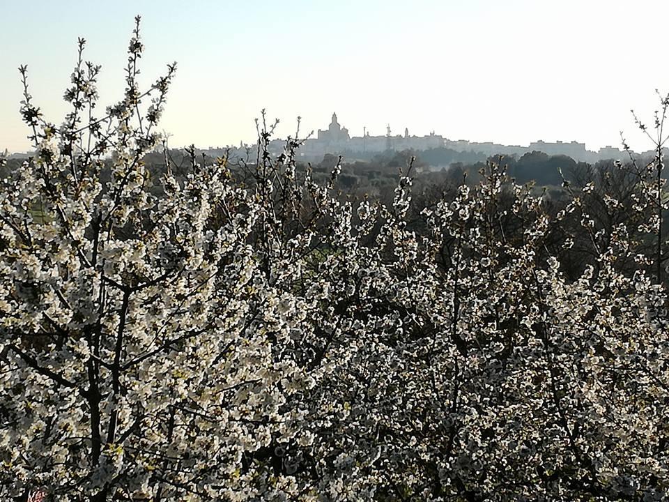B&B Masseria Nardelli Locorotondo Exterior photo